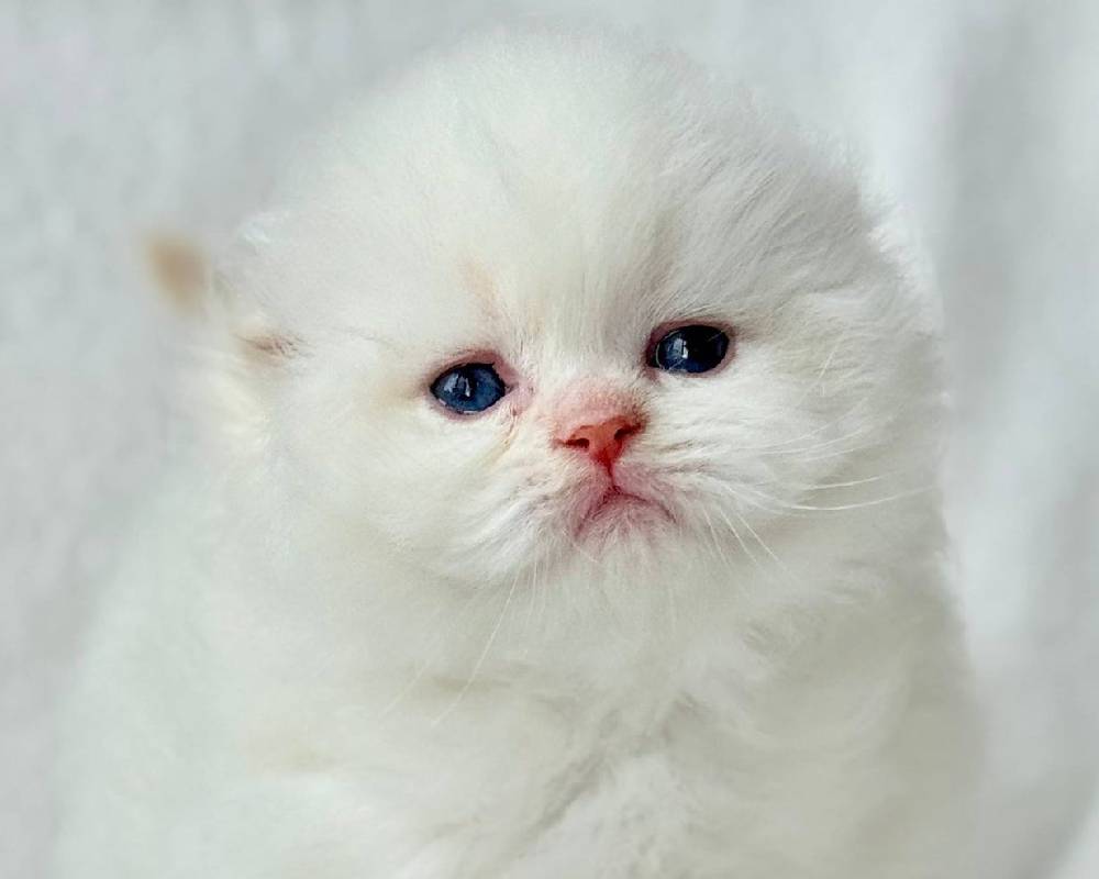 luxury picnic company - Picnic Makers