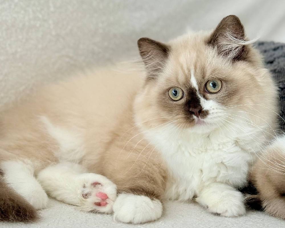 luxury picnic company - Picnic Makers