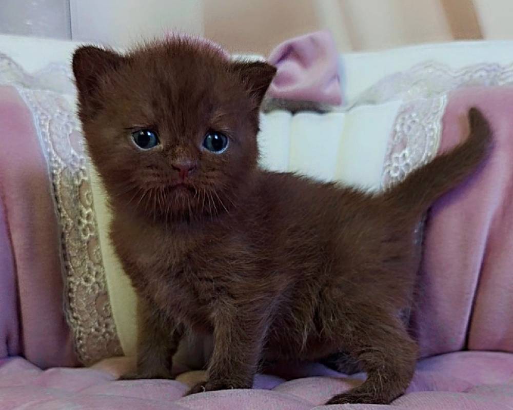 luxury picnic company - Picnic Makers