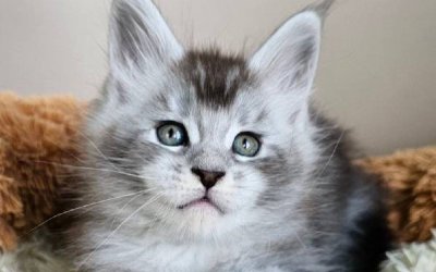 Felix