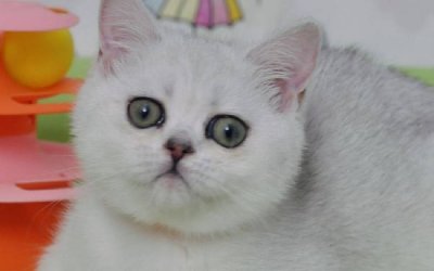 Kleo